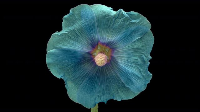 Large beautiful blue, Malva moschata, musk mallow blooming. Mother's day, Holiday, Love, birthday, Easter.