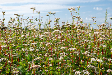 Champ de sarrasin bio en fleur