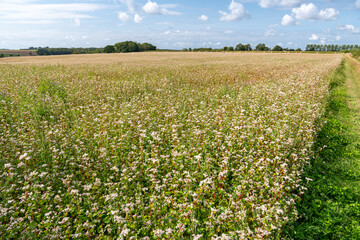 Champ de sarrasin bio en fleur