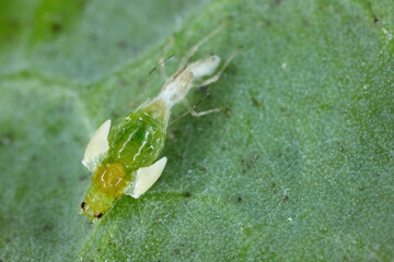 An green peach aphid (Myzus persicae) shedding its cuticle and molting from the nymph stage to an...