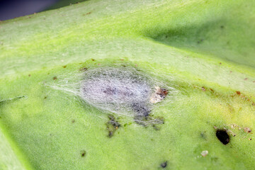 Parasitoid wasp cocoon on rapeseed leaf. Parasitoid killed the caterpillar of diamondback moth (Plutella xylostella).