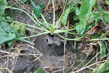 Sugar beet plant damaged, eaten by pests - rodents, vole, mouse.