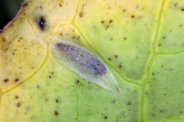 Parasitoid wasp cocoon on rapeseed leaf. Parasitoid killed the caterpillar of diamondback moth...