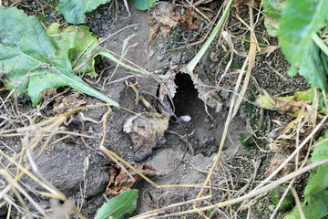 Sugar beet plant damaged, eaten by pests - rodents, vole, mouse.