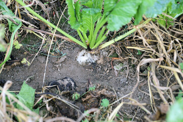 Sugar beet plant damaged, eaten by pests - rodents, vole, mouse.