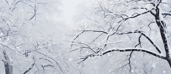 snowy urban tree branches