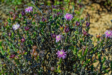 Succulent shrub with purple flowers in Little Karoo  that is endemic to the Little Karoo in the...