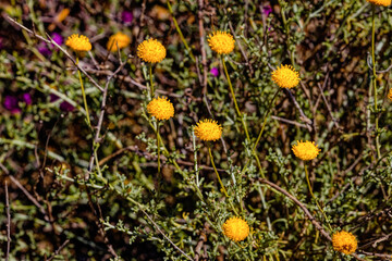 Perennial Bitterbos shrub with yellow flower heads and no florets used to treat gout growing in the...