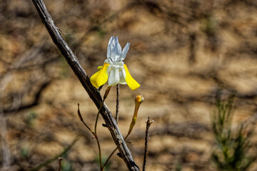 Small yellow and white Morea gawleri from the iris family that flowers on the lower slopes of...