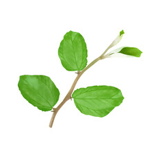 Illustration of bidara tree leaves