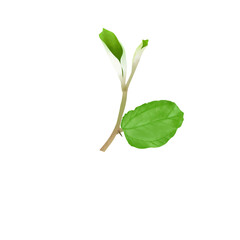 Illustration of bidara tree leaves