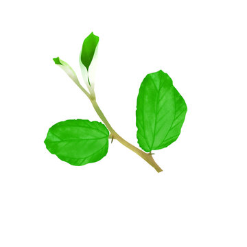 Illustration of bidara tree leaves