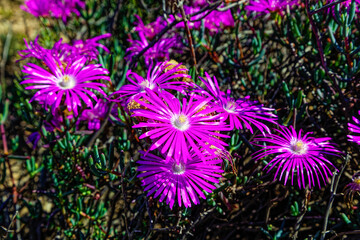 Beautiful purple flowering Ruschia pungens ice plant with large flowers that is endemic to the...