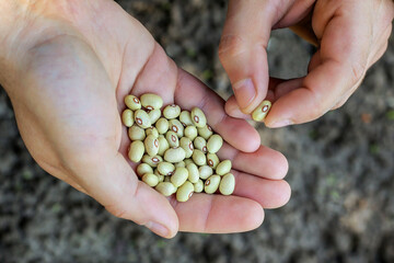 The farmer selects legume seeds before sowing the field