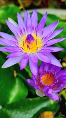 The purple lotus flower blooming in the pond is incredibly stunning and mesmerizing, creating a picturesque scene.