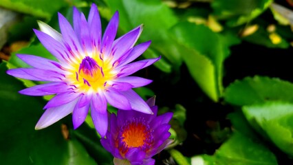 The purple lotus flower blooming in the pond is incredibly stunning and mesmerizing, creating a picturesque scene.