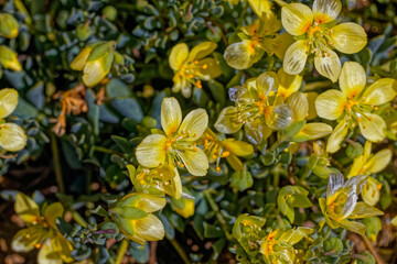 Close-up of yellow flowering Roepera debile bush that is endemic to the Eastern Little Karoo in the Western Cape, South Africa