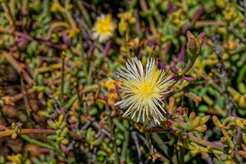 Succulent yellow and white flowering Kanna plant with medicinal properties in the Little Karoo near the Langeberg mountains in the Western Cape, South Africa