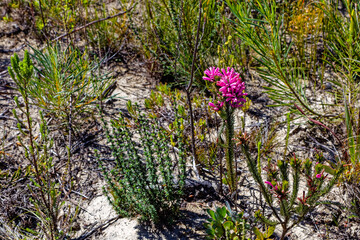 Red Erica Trembling Heath flowering plant in the remote Langkloof Valley in the Langeberg mountains, Little Karoo, Western Cape, South Africa
