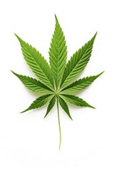 Marijuana, cannabis leaf isolated on white background. Ai generative