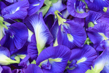 Butterfly pea flower for background, beautiful close up