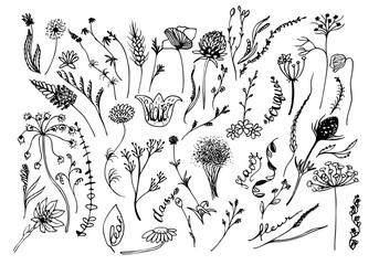 Big set of vector ink doodle floral drawing. Flowers, grass, field flowers, bouquet 