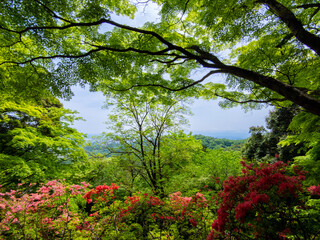 View through flowers and foliage in a mountain (Sano, Tochigi, Japan)