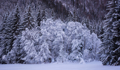 the cold of the night on the mountain covered the trees in ice
