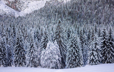 the mountain and forests covered by heavy snow
