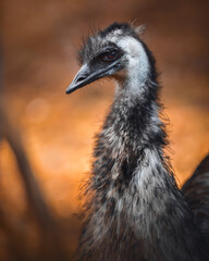 closeup portrait of wild Emu ostrich in autumn forest background