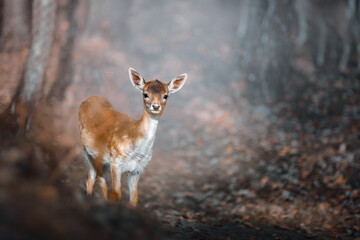 closeup portrait of wild young deer on autumn forest background