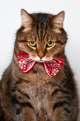 closeup portrait of domestic brown marble tabby male cat with red bow isolated on white background