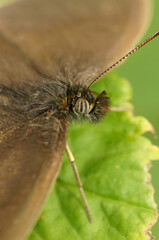 Vertical selective focus closeup on the brown Ringlet butterfly ,Aphantopus hyperantus, with spread wings