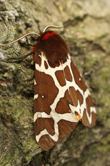 Vertical closeup on the colorful Garden tiger moth, Arctia caja sitting on wood