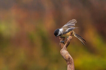 Black Capped Chickadee flying