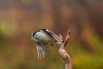 White Breasted Nuthatch flying off a branch