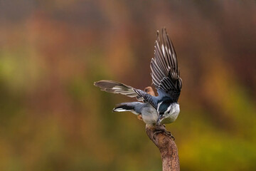 White Breasted Nuthatch in flight off a branch