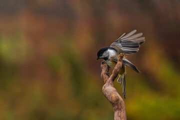 Black Capped Chickadee flying onto a branch