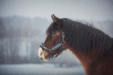 close up portrait of old mare horse with long main in blue halter on winter background during...