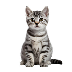 Cute silver tabby cat, sitting kitten isolated on transparent background Generative AI
