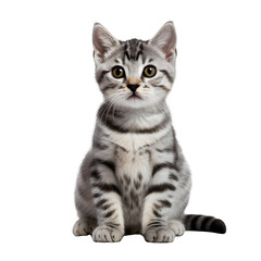 Fototapeta premium Cute silver tabby cat, sitting kitten isolated on transparent background Generative AI