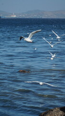 Seagulls fly over the beach