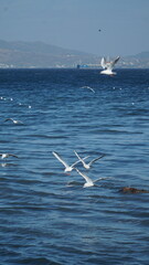 Naklejka premium Seagulls fly over the beach
