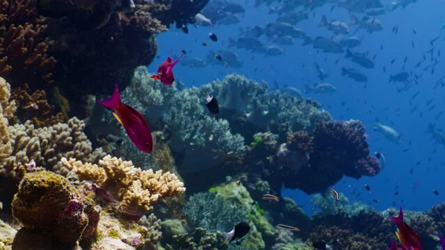Medium shot of Lyretail Anthias, Sea Goldies, swimming amongst colourful coral on the Great Barrier Reef