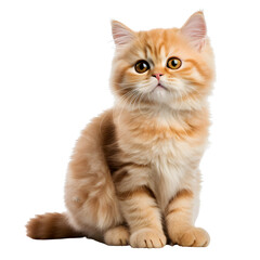 Fototapeta premium Cute munchkin cat, sitting kitten isolated on transparent background Generative AI