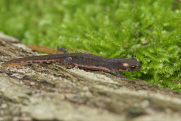 Closeup on a juvenile of the northern banded newt, Ommatotriton ophryticus, sitting on green moss