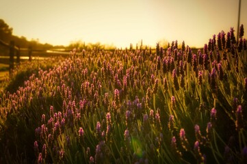 lavenders at sunset in the country side on a farm