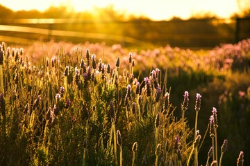 a field of purple flowers that have been growing outdoors, while the sun is shining