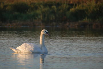 swan on the lake
