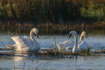 swans on the lake